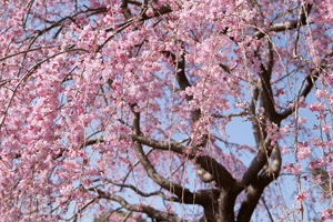 無料写真素材【桜と神社】
