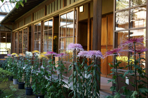 旧徳川家住宅松戸戸定邸で開催の菊花展へ行く(一番の見頃)| 其の1