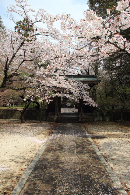 桜巡り