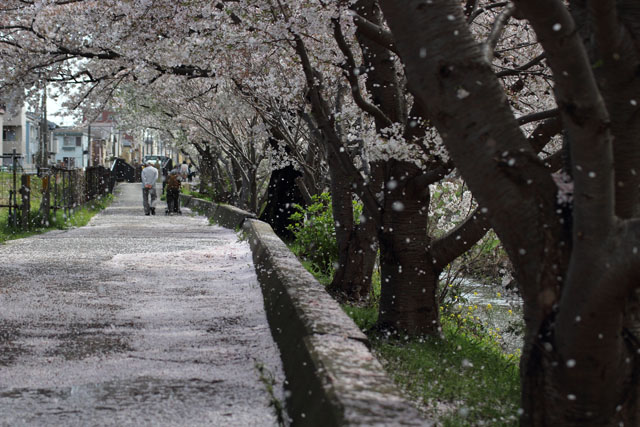 桜巡り