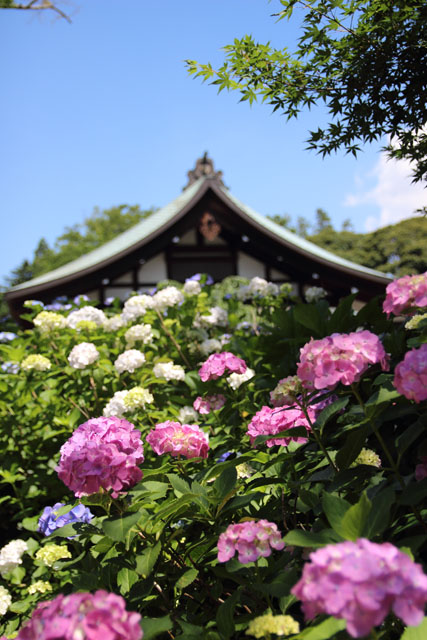 菖蒲園巡り