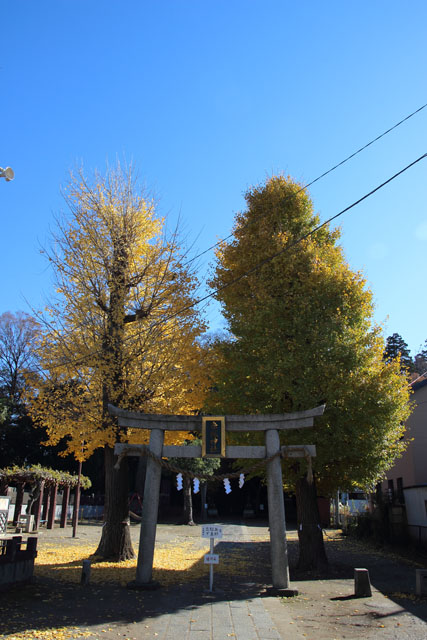 銀杏の木