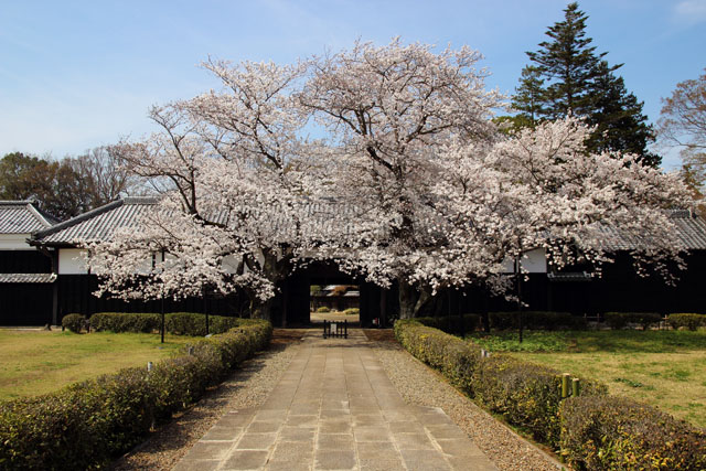 資料を基に桜咲く屋敷を再現