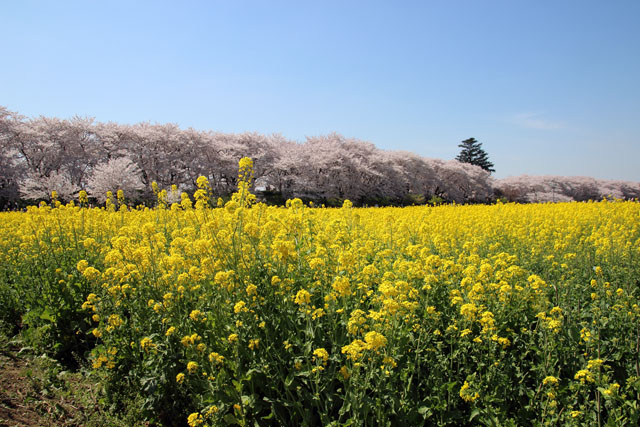 菜の花