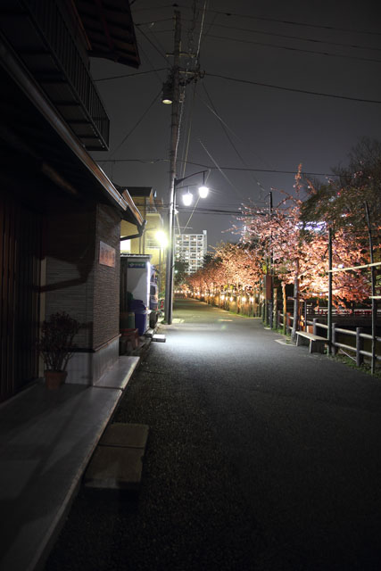 松戸宿坂川河津桜まつり 夜桜（ライトアップ） 