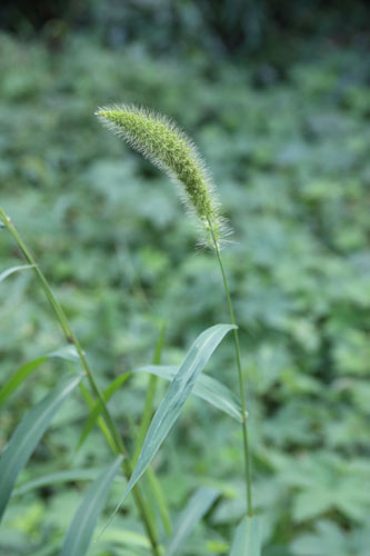 猫じゃらし（狗尾草）探し