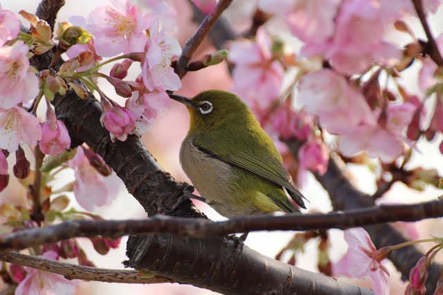 松戸宿坂川河津桜まつり