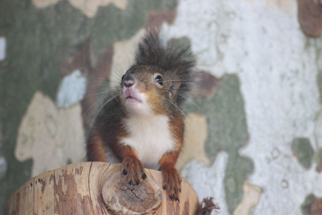 東京都恩賜上野動物園に資料集めに行ってきました