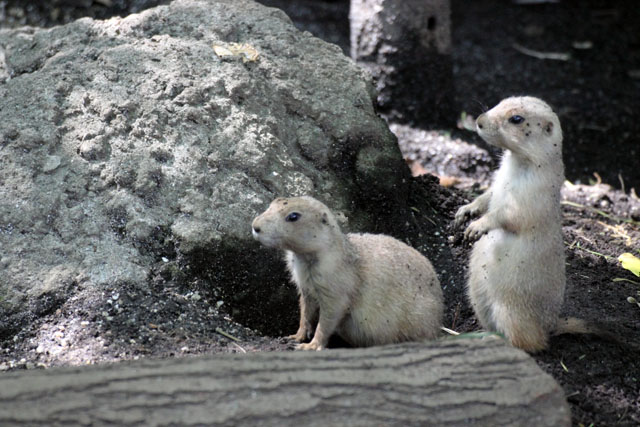 東京都恩賜上野動物園に資料集めに行ってきました