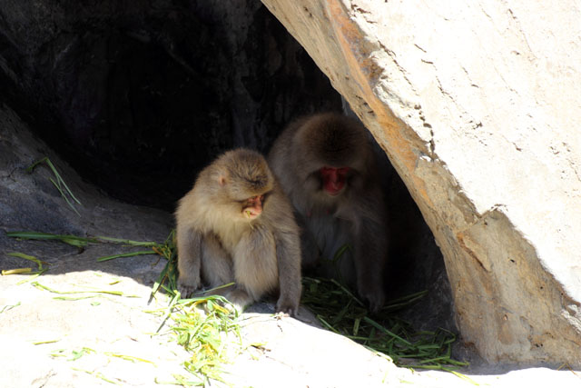 東京都恩賜上野動物園に資料集めに行ってきました